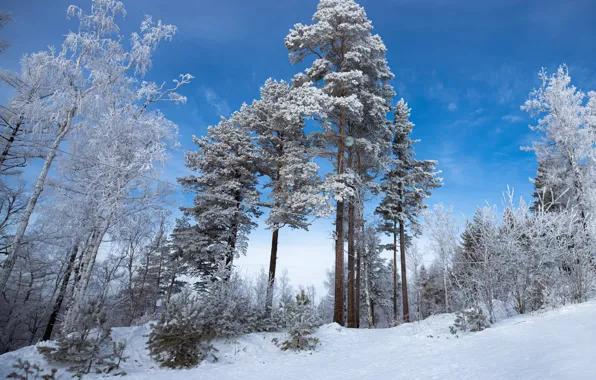 Nature, Clouds, Sky, Wood, Winter, Snow, Ice, Trees