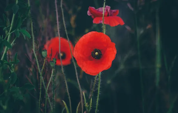 Картинка цветы, красный, темный фон, мак, маки