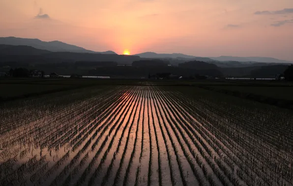 Картинка поле, закат, рис