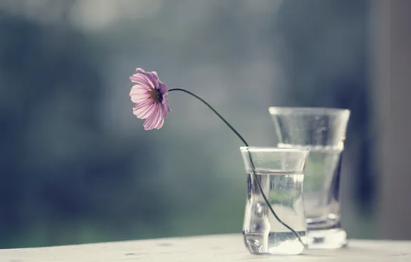 Цветок, стекло, вода, космея, вазочки