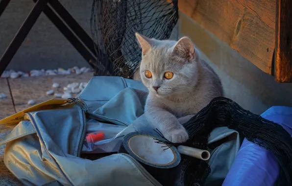 Кошка, кот, взгляд, морда, сети, поза, камни, котенок