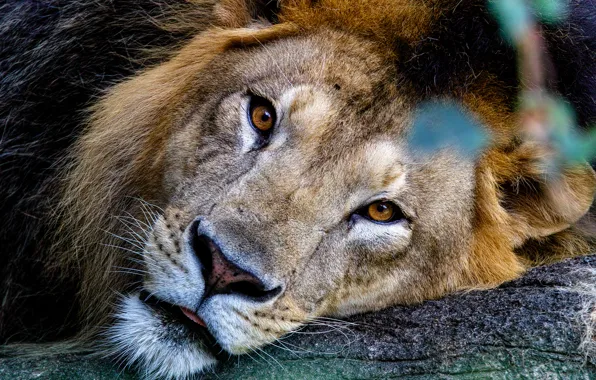 Картинка кошка, взгляд, хищник, лев