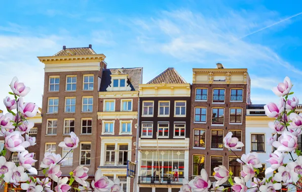 Картинка весна, Амстердам, цветение, blossom, Amsterdam, flowers, old, spring