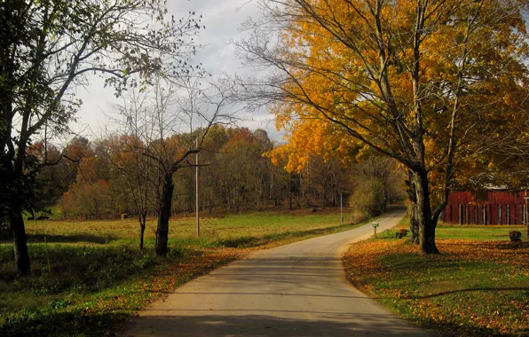 Дорога, осень, деревья, листва, США, road, trees, Кентукки