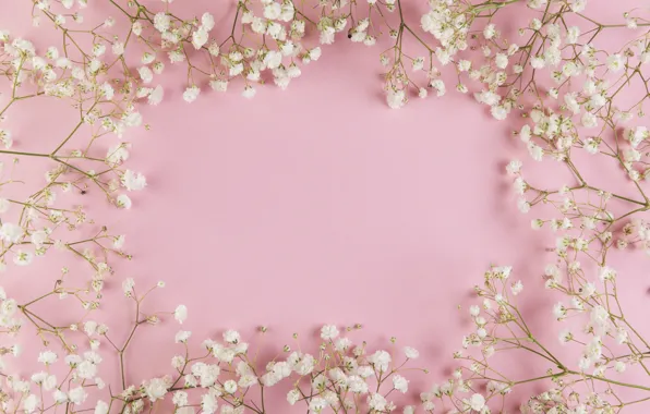 Цветы, white, белые, розовый фон, pink, flowers, background, tender