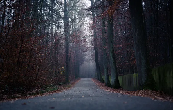 Дорога, осень, лес, листья, деревья, туман