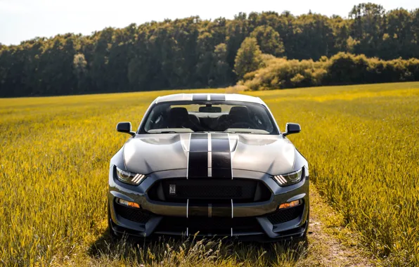 Mustang, Ford, Shelby, Форд, Мустанг, GT350, Ford Mustang Shelby GT350