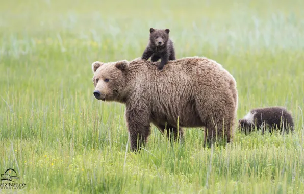 Картинка медведи, Аляска, луг, Alaska, медвежата, медведица, материнство, Lake Clark National Park
