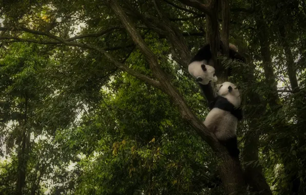Дерево, игра, панда, играют, панды