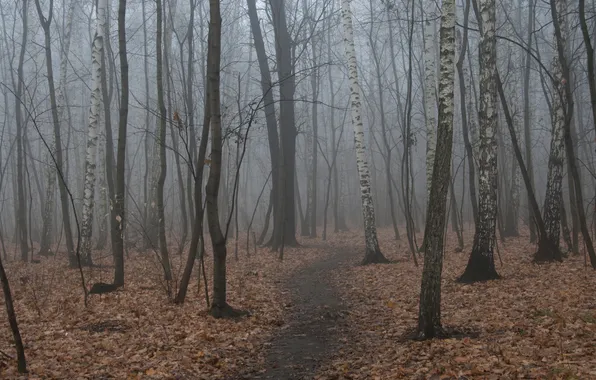 Осень, лес, деревья, природа, туман, тропинка