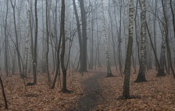 Тропинка, природа, туман, деревья, осень, лес