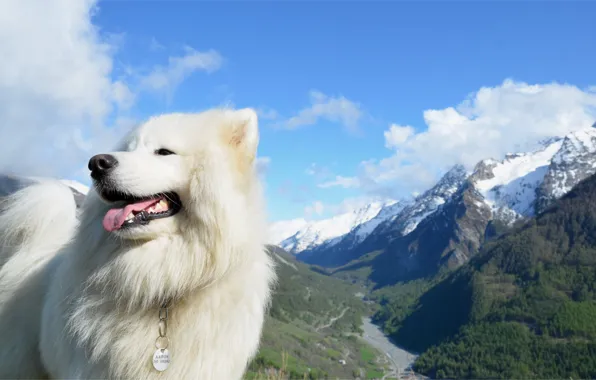 Картинка небо, горы, собака