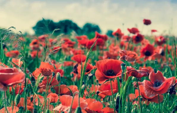 Лето, цветы, маки