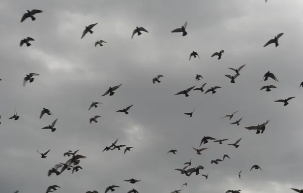 Clouds, birds, Athens