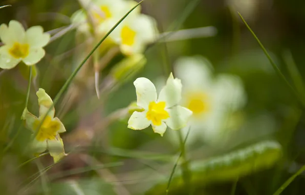 Зелень, белый, цветок, трава, цветы, flowers, Bartholomew Photography, herb