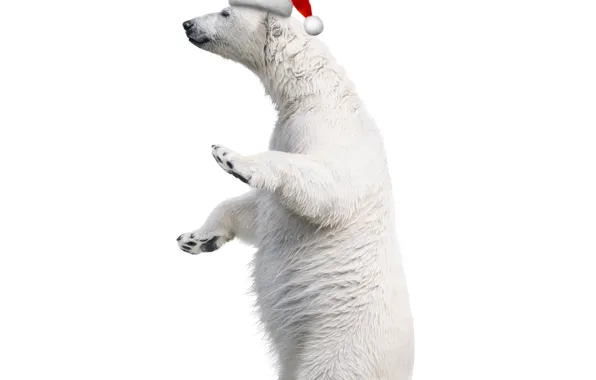 Картинка белый, шапка, медведь, Рождество, Christmas, bear