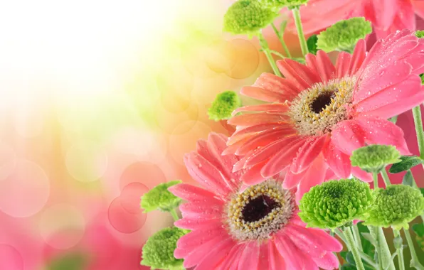 Капли, букет, drops, гербера, bouquet, gerbera