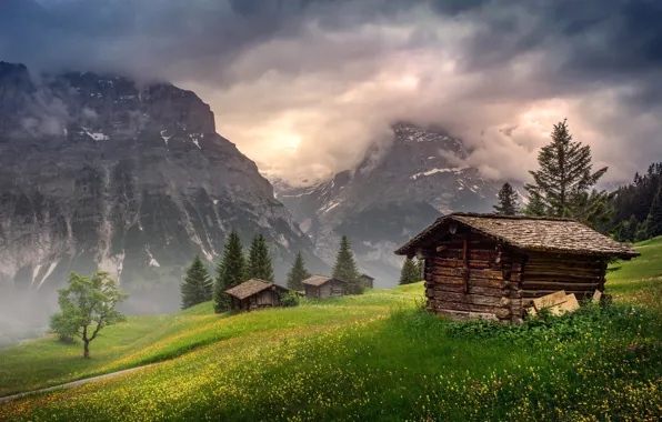 Картинка цветы, Швейцария, склон, горы, цветущий, бревенчатый, дерево, ёлочки