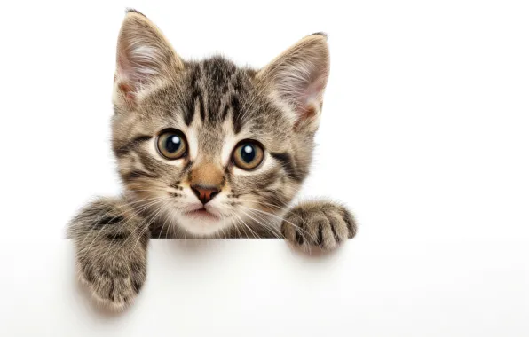 Кошка, взгляд, поза, котенок, портрет, лапки, белый фон, мордашка