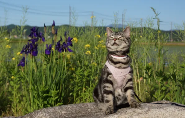 Кошка, лето, мордочка