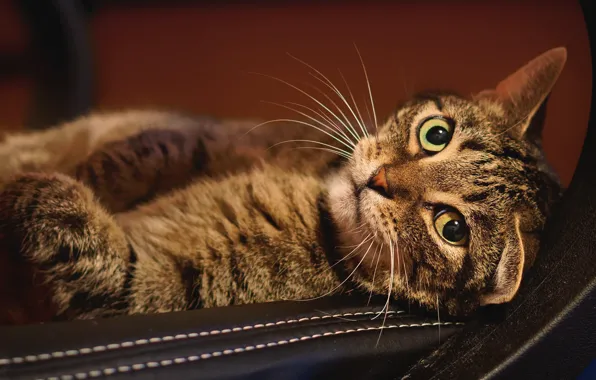 Кошка, кот, взгляд, морда, фон, мебель, лежит, полосатый