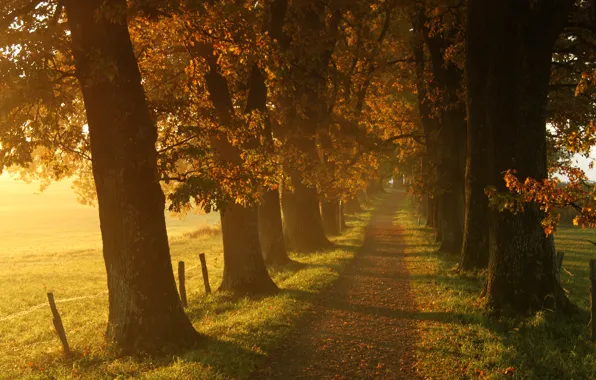 Картинка осень, трава, листья, солнце, свет, деревья, пейзаж, природа