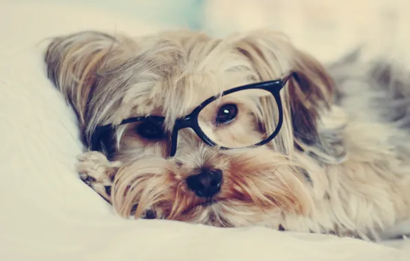 Картинка взгляд, собака, очки