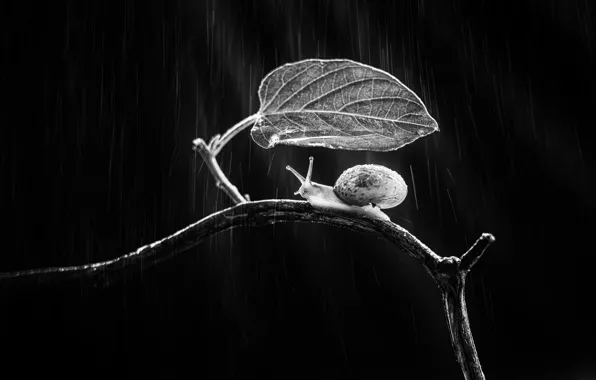 Картинка лист, дождь, улитка, ветка, rain, leaf, branch, snail