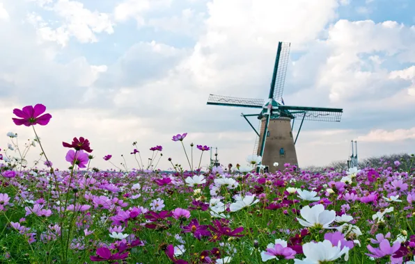 Flower, plant, Under autumn skies