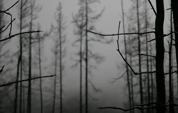 Деревья, туман, Ветки