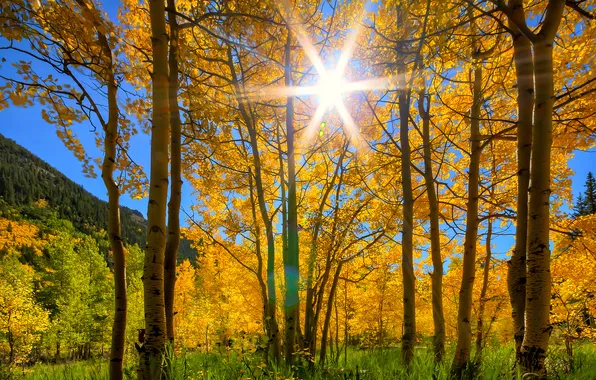 Картинка осень, небо, трава, солнце, лучи, деревья, горы