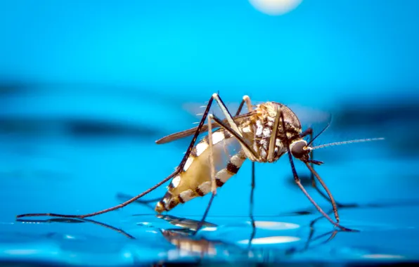 Water, insect, mosquito