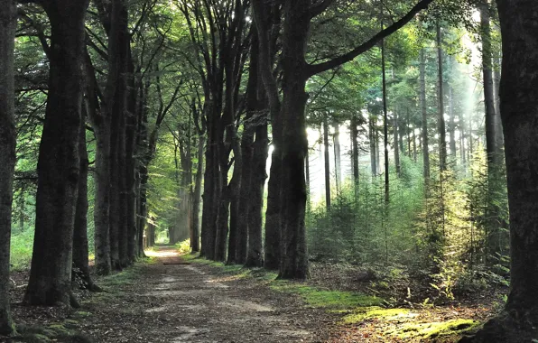 Картинка Spring, Morning, Trees, Path