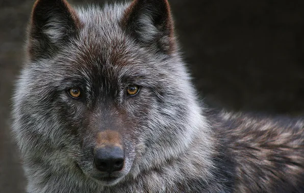 Картинка nature, predator, animal, wolf, wildlife, Canis lupus., portrait.