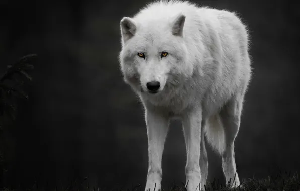 Картинка predator, animal, arctic wolf, polar wolf
