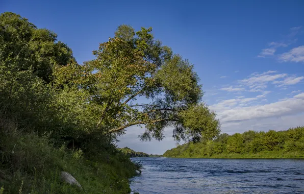 Осень, природа, река, утро, дерево над водой
