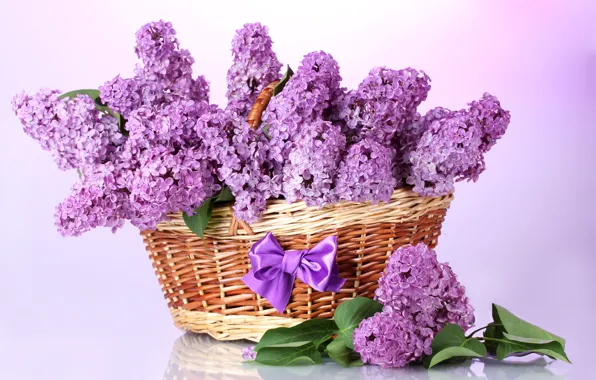 Картинка фиолетовый, листья, цветы, ветки, корзина, весна, бант, сирень