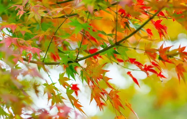 Осень, листья, природа