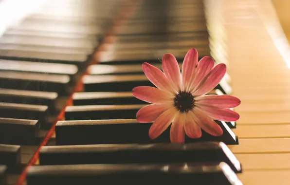 Цветок, музыка, пианино