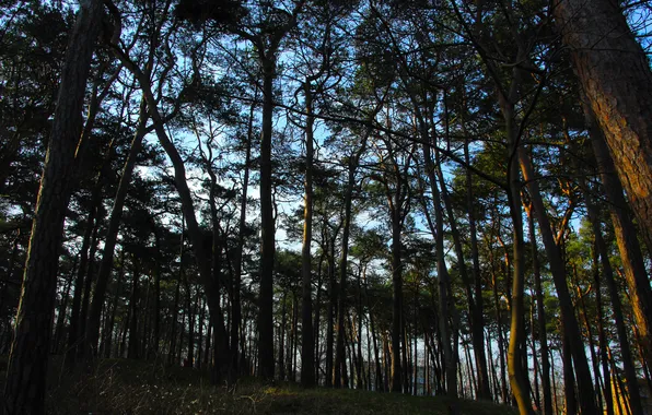 Dark, forest, park, tree