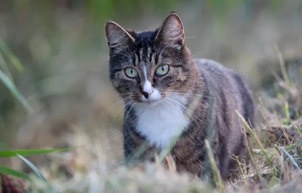 Кошка, трава, кот, взгляд, морда, природа, серый, фон