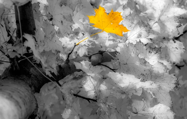 Осень, листья, клён, Manfred Sket
