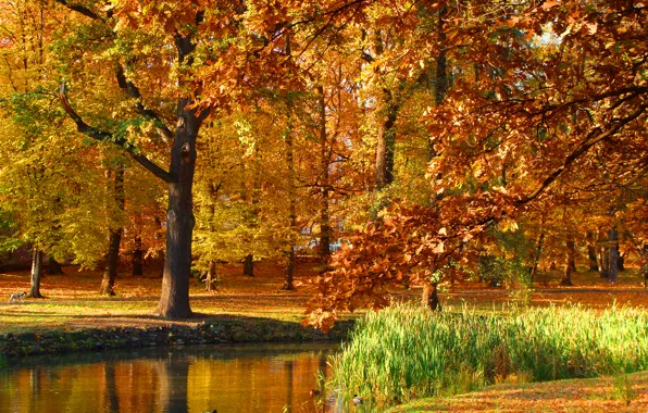 Картинка осень, деревья, пруд, парк, Польша, trees, nature, park