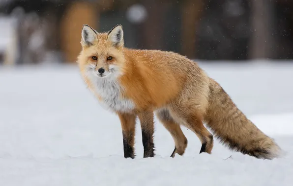 Animal, wildlife, red fox
