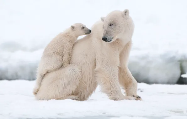 Картинка снег, медвежонок, белые медведи, медведица