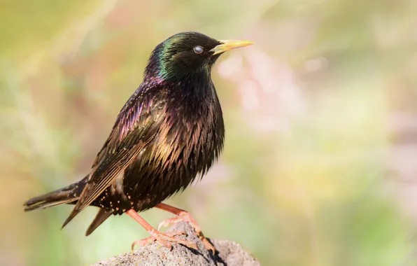 Картинка крупный план, птица, close-up, bird, размытый фон, blurred background, скворец, starling