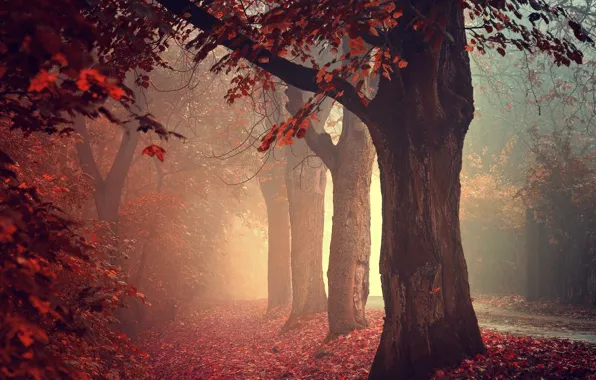 Дорога, осень, лес, туман