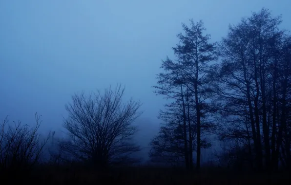 Dark, winter, tree, fog