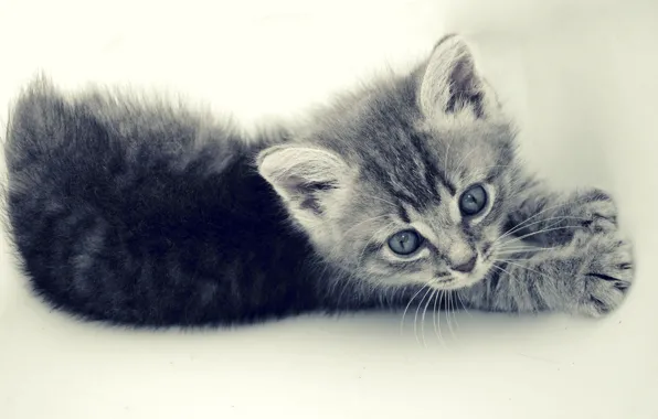 Кошка, кот, серый, маленький, котёнок, полосатик
