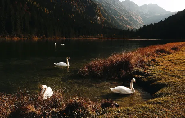 Картинка горы, озеро, лебеди